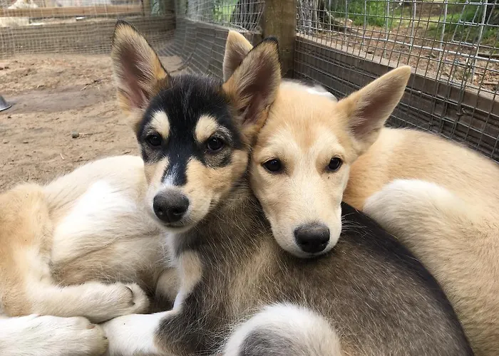 אתר נופש Norwide - Hossan הוסה