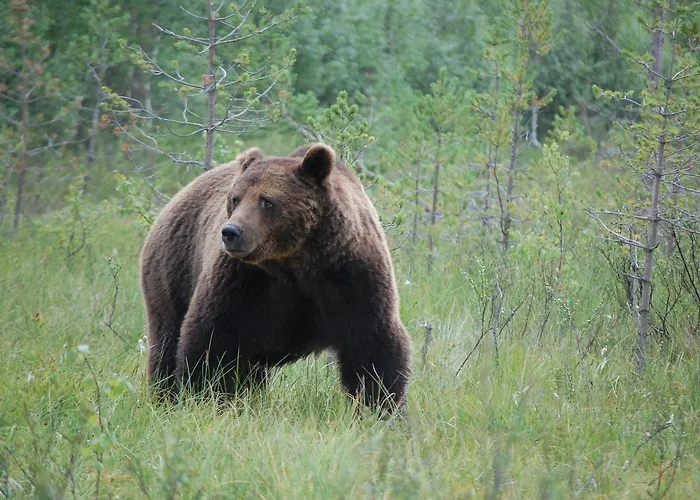 Norwide - Hossan 3* هوسا